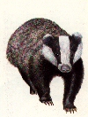 Badger