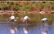 Flamingos