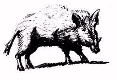 wildboar